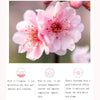 Moisturizing Hydrate Cherry Blossom Body Lotion